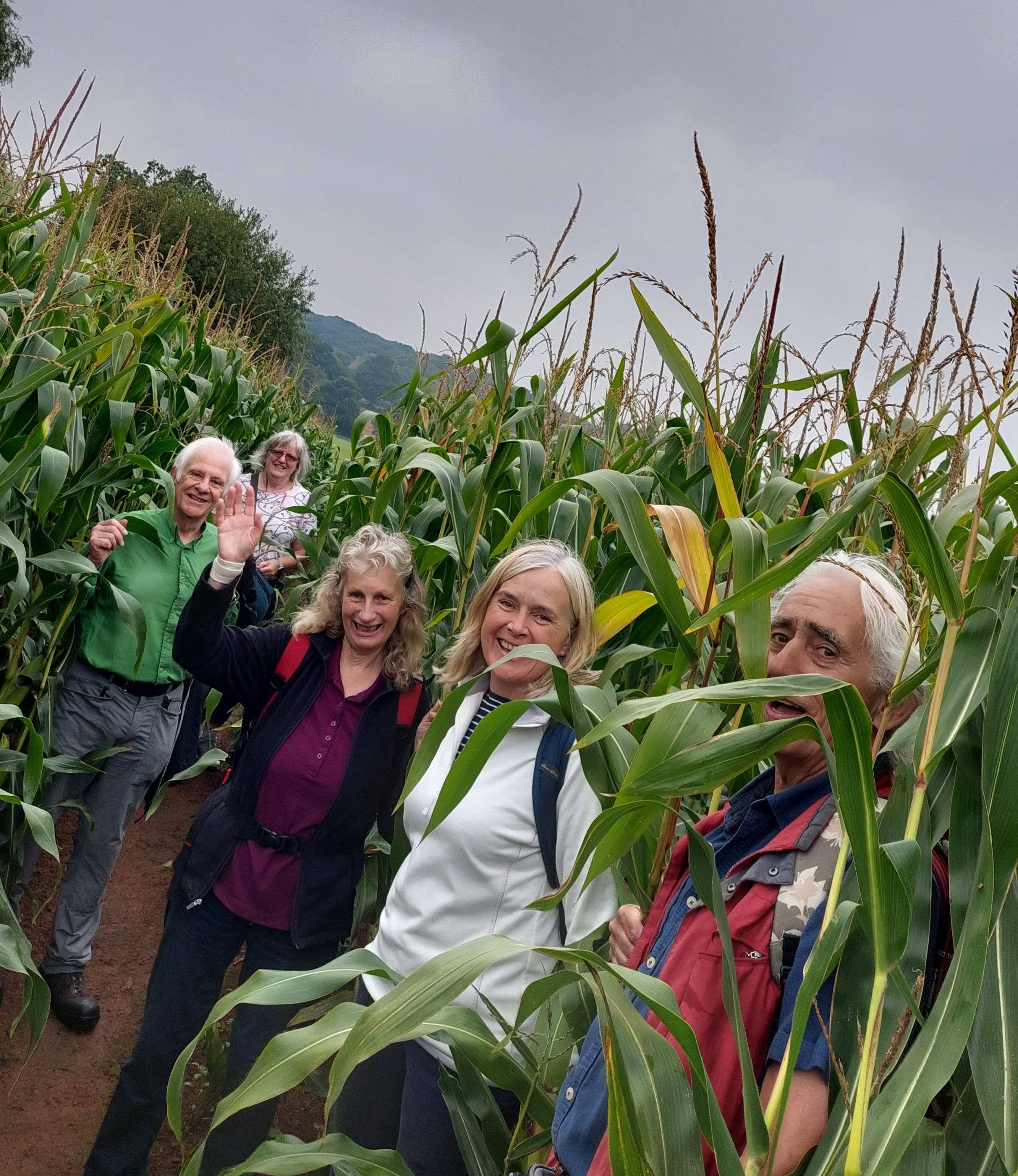 Newent Cornfield